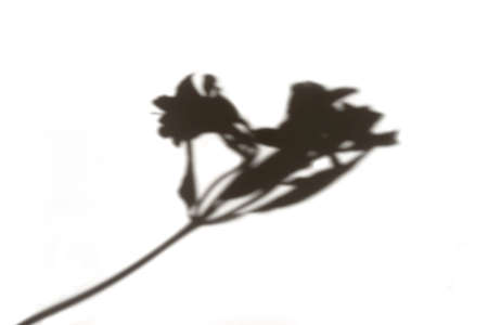 The shadow of the alstroemeria flower is gray on a white backgroundの写真素材