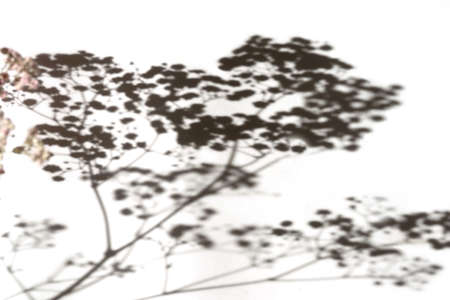 The shadow of the gypsophila flower is gray on a white backgroundの写真素材