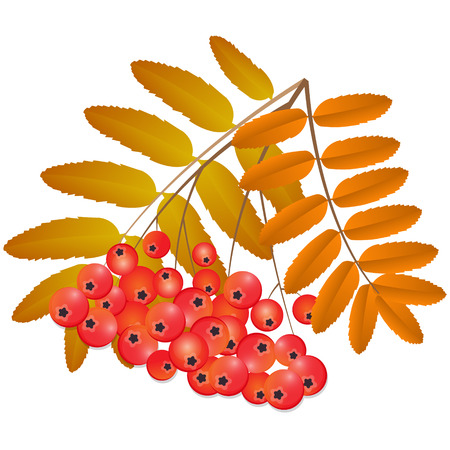 autumn branch of mountain ash with fruits and leavesのイラスト素材