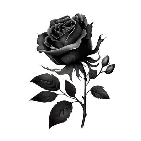 Black rose isolated on white background. Vector illustration for your design.の写真素材