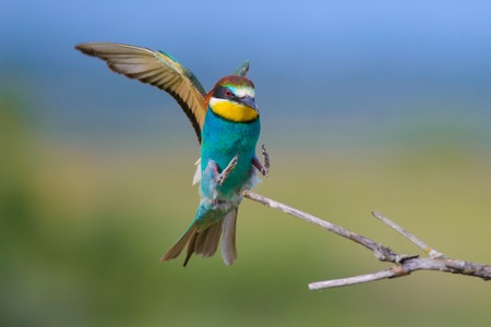 European bee-eater with wings outstretched on a beautiful backgroundの写真素材