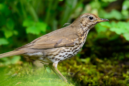 Song thrush walking on brown ground with grass and a green background.の写真素材