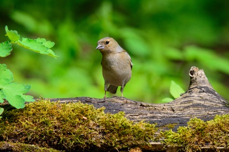 A female Chaffinch eating a freshly caught grubの写真素材