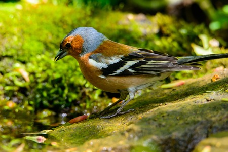 male Chaffinch fringilla coelebs on a beautiful green backgroundの写真素材