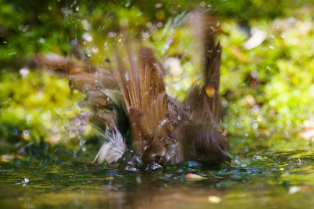 Singing Thrush nightingale Luscinia luscinia against green background.の写真素材