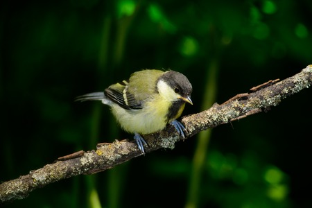 Great tit sitting on a tree stump on a green backgroundの写真素材
