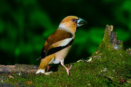 Grosbeak sitting on a tree on a flat backgroundの写真素材