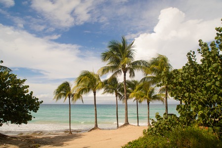 Coconut trees on the beautiful cuban beach of Varaderoの写真素材