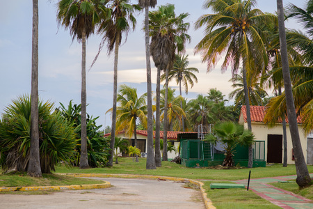 Coconut trees on the beautiful cuban beach of Varaderoの写真素材