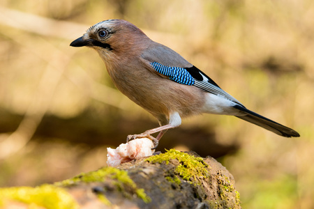 Jay spring sitting on a tree trunkの写真素材