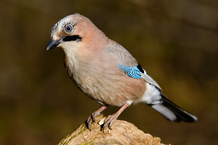Jay spring sitting on a tree trunk