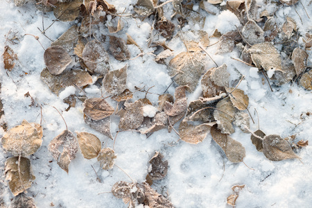 Fall frosty leaves background - the end of autumn and beginning of winterの写真素材