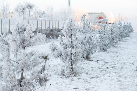 winter forest with trees covered snowの写真素材