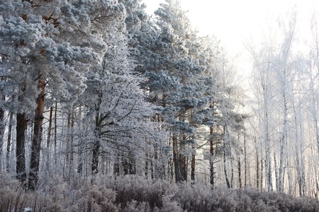 Winter landscape - frosty trees in snowy forest in the sunny morning.の写真素材