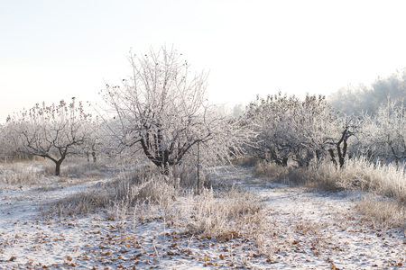Snow covered trees in the winter forest with roadの写真素材