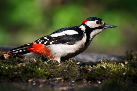 キツツキの写真 イラスト素材一覧 11 943件 ストックフォトのamanaimages Plus