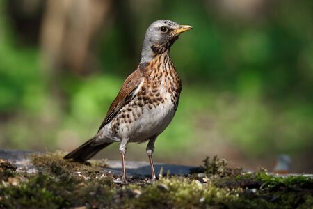 portrait of a bird-a fieldfare, sitting on an old branch in springの写真素材