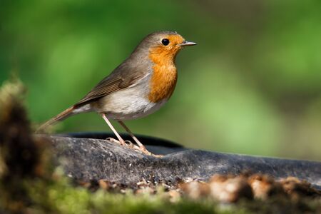 portrait of a Robin bird on branch in early spring