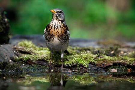 thrush the Fieldfare near the water in spring against the background of greenery vegetationの写真素材