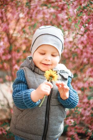 a child dressed in jeans standing near a flowering Bush with pink flowers with a dandelion in his handsの写真素材
