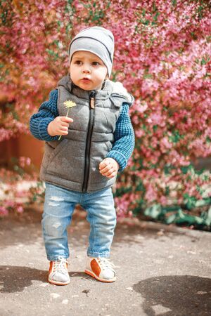 a child dressed in jeans standing near a flowering Bush with pink flowers with a dandelion in his handsの写真素材