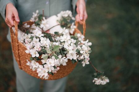 Apple blossoms in a wicker basket in the hand of a woman in springの写真素材