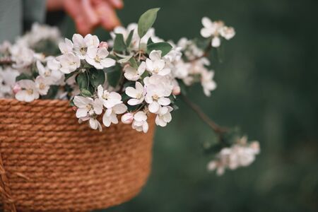 Apple blossoms in a wicker basket in the hand of a woman in springの写真素材