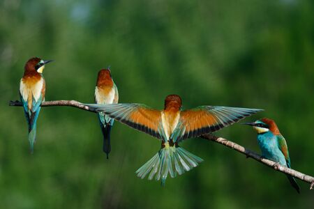 European bee-eater, merops apiaster.on a Sunny summer morning, four birds are sitting on a branch.