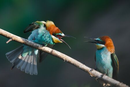 The European bee eater Merops apiaster screams at each other in the early summer morning