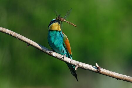 The European Bee-eaters, Merops apiaster is sitting and showing off on a nice branch, has some...