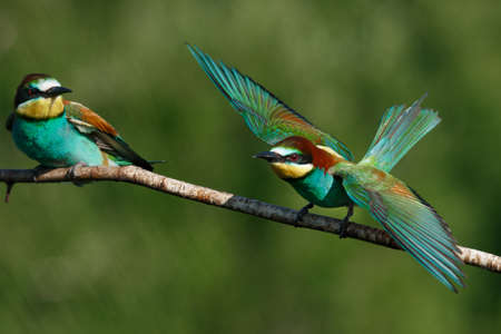 The European bee-Eater comes to land on a branch with another bee-eater on a summer dayの写真素材
