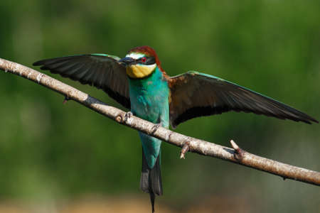 The European bee-Eater comes to land on a branch with another bee-eater on a summer day