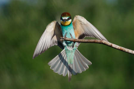 The European bee-Eater comes to land on a branch with another bee-eater on a summer dayの写真素材