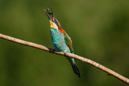 European bee-eater, Merops apiaster. The most colorful bird of Eurasia. the moment of eating prey on...
