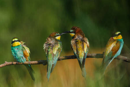 The European bee-eater comes to land on a branch with another bee-eater on a summer day