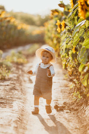 A young boy walks through a sunflower field in the summer.の写真素材