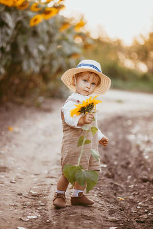 A young boy holds a sunflower as he walks through a sunflower field in the summertime.の写真素材