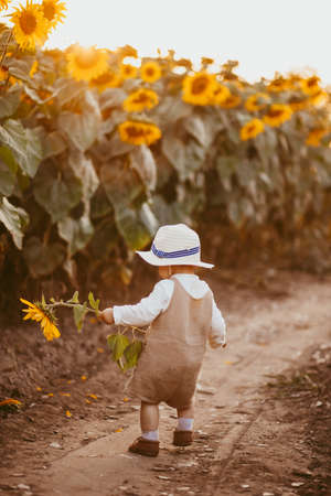 A young boy holds a sunflower as he walks through a sunflower field in the summertime.の写真素材