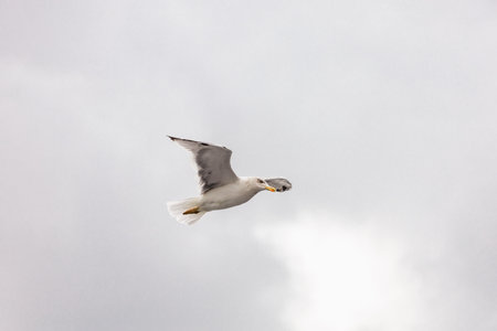 seagull in flight against the blue sky, over the blue sea.istanbul
