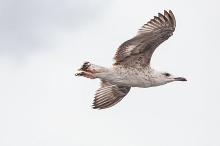 seagull in flight against the blue sky, over the blue sea.istanbulの写真素材