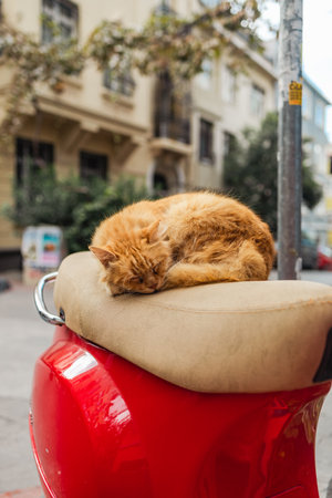 scooter,City transportation for short distances with alternative eco-friendly scooters.ISTANBUL, TURKEYの写真素材