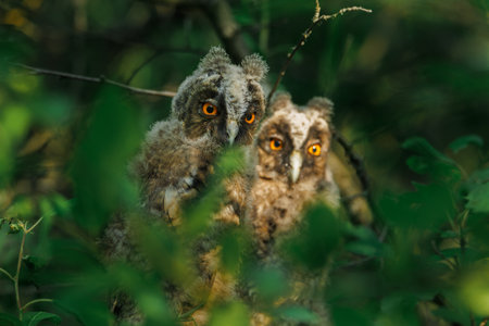 A baby owl sitting on a tree branch with spots in the evening