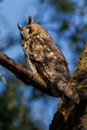 Owl Perched in Pine Tree Forest Scene,Wildlife Portrait in Natural Habitatの写真素材