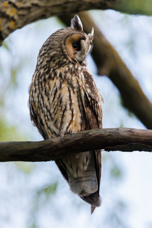 Owl Perched in Pine Tree Forest Scene,Wildlife Portrait in Natural Habitatの写真素材