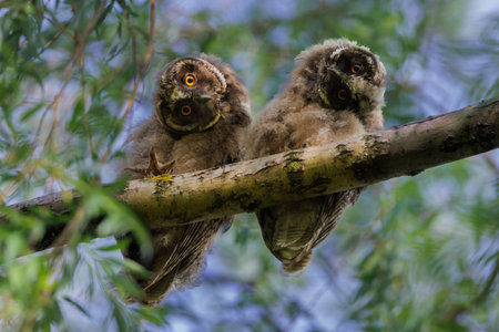 Two curious baby owls sat on a mossy tree branch, huddling together in a protective embrace.の写真素材