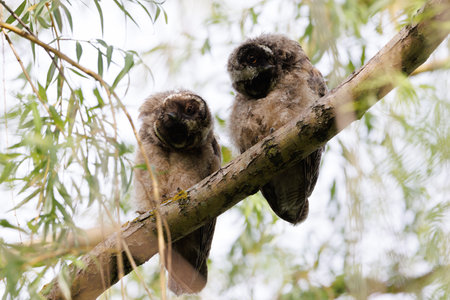 Barred owl owlet perched high on a branch in the forestの写真素材