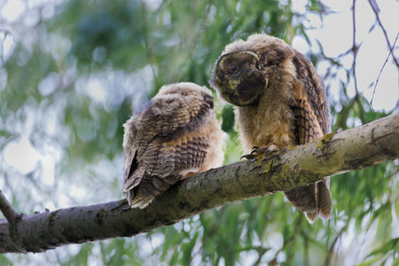 Barred owl owlet perched high on a branch in the forestの写真素材
