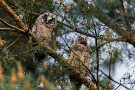 Two Owlets Calling in Pine Tree Branches Within Forest Wildlife and Nature Sceneの写真素材