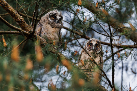 Two Owlets in Pine Tree Branches Within Forest Wildlife and Nature Sceneの写真素材
