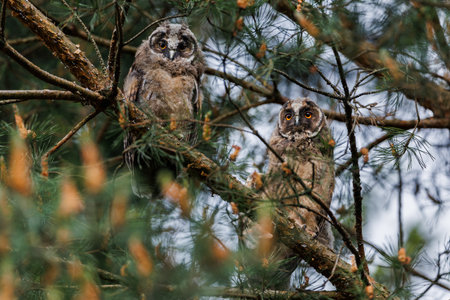 Two Owlets in Pine Tree Branches Within Forest Wildlife and Nature Sceneの写真素材